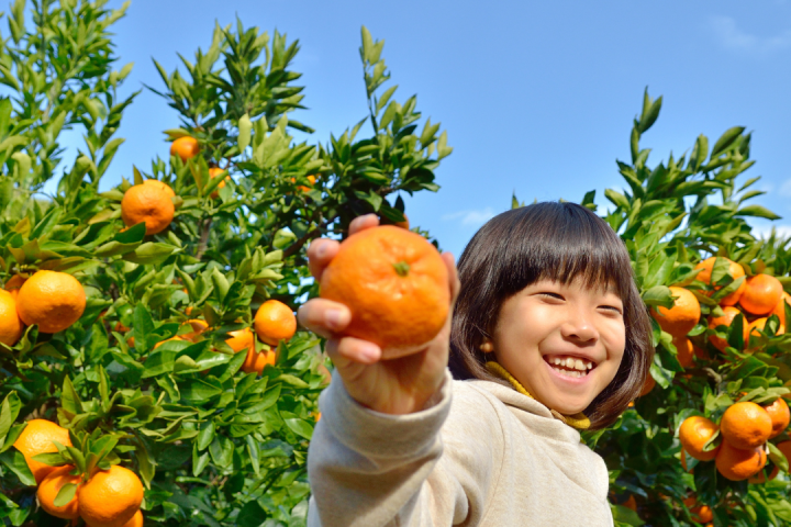 orange picking tour, algarve