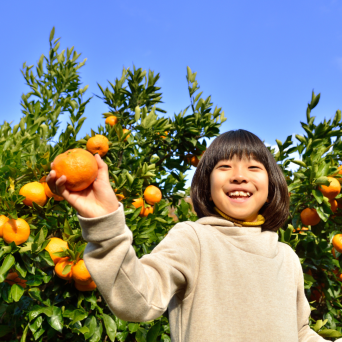 orange picking tour, algarve