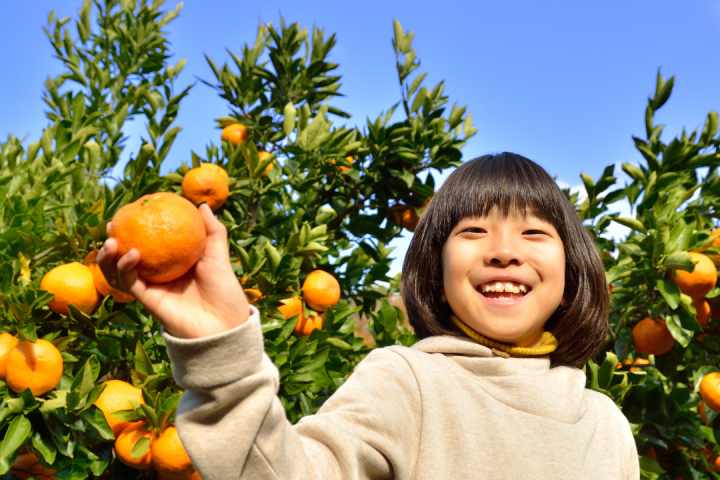 orange picking tour, algarve
