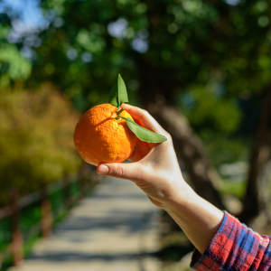 orange picking tour, algarve