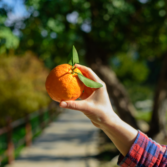 orange picking tour, algarve
