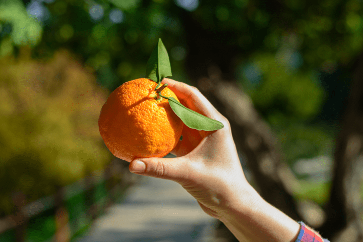 orange picking tour, algarve