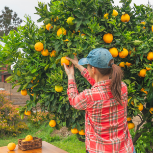 orange picking tour, algarve