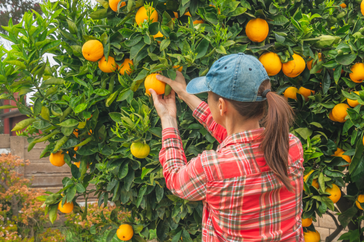 orange picking tour, algarve