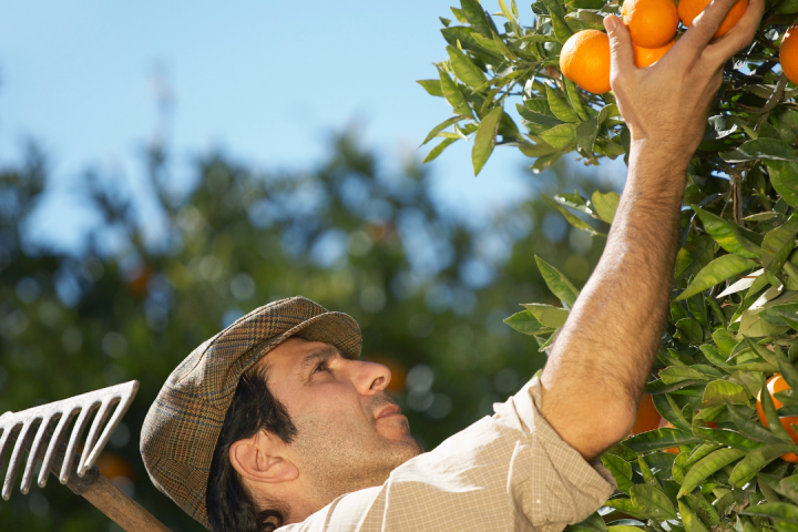 orange picking tour, algarve