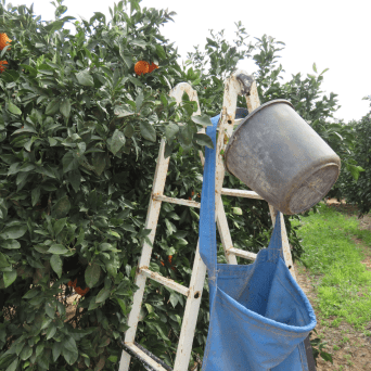orange picking tour, algarve