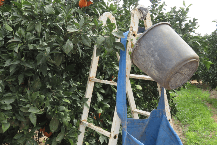 orange picking tour, algarve