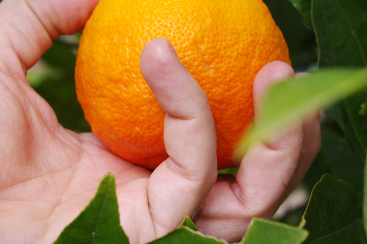 orange picking tour, algarve