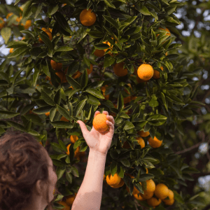 orange picking tour, algarve