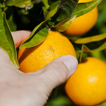 orange picking tour, algarve