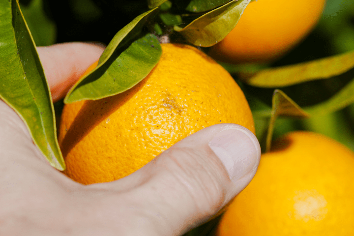 orange picking tour, algarve