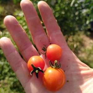 permaculture farm tour