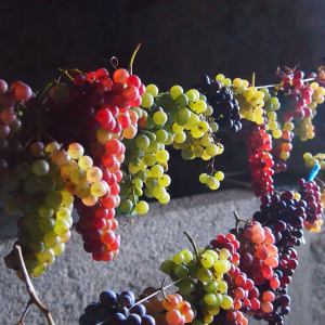 permaculture farm tour