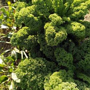 permaculture farm tour