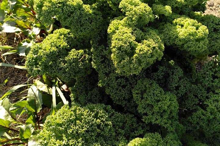 permaculture farm tour