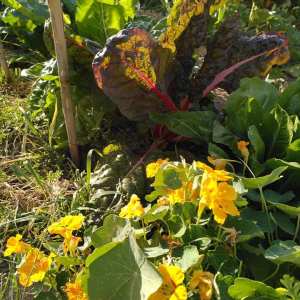 permaculture farm tour