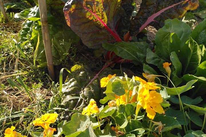 permaculture farm tour