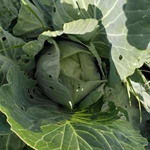 permaculture farm tour