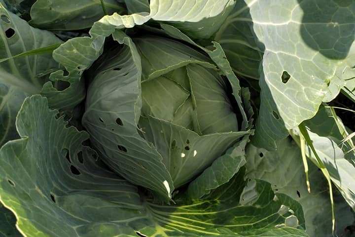 permaculture farm tour