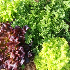 permaculture farm tour