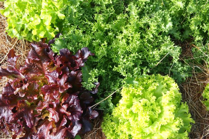 permaculture farm tour