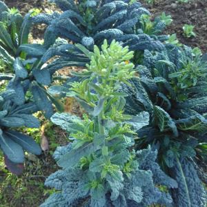 permaculture farm tour