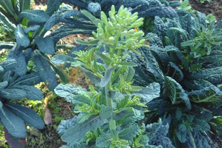 permaculture farm tour