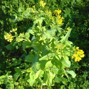 permaculture farm tour