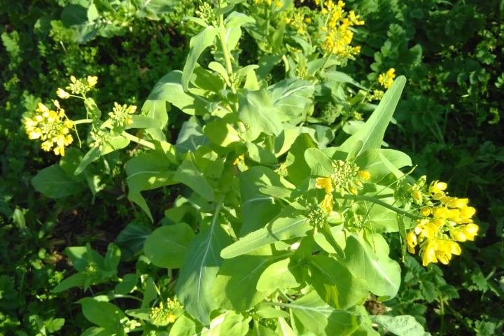 permaculture farm tour