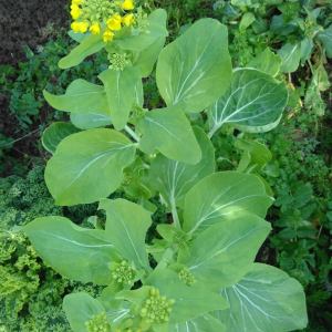 permaculture farm tour