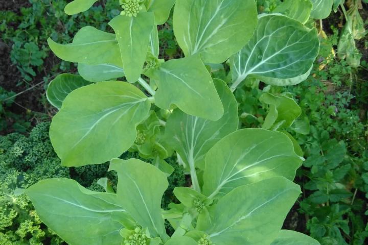 permaculture farm tour