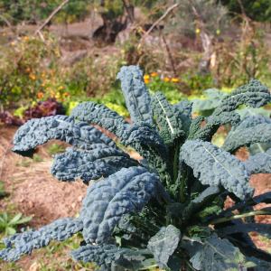 permaculture farm tour