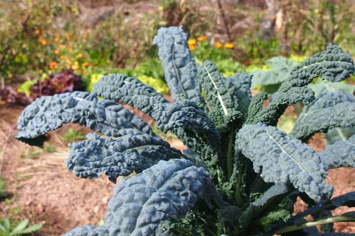 permaculture farm tour