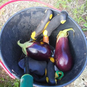 permaculture farm tour