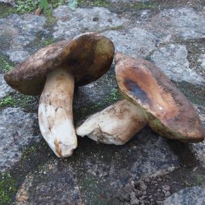 permaculture farm tour