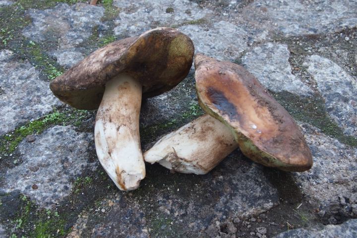 permaculture farm tour