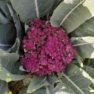 permaculture farm tour