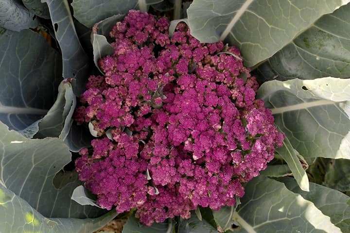 permaculture farm tour