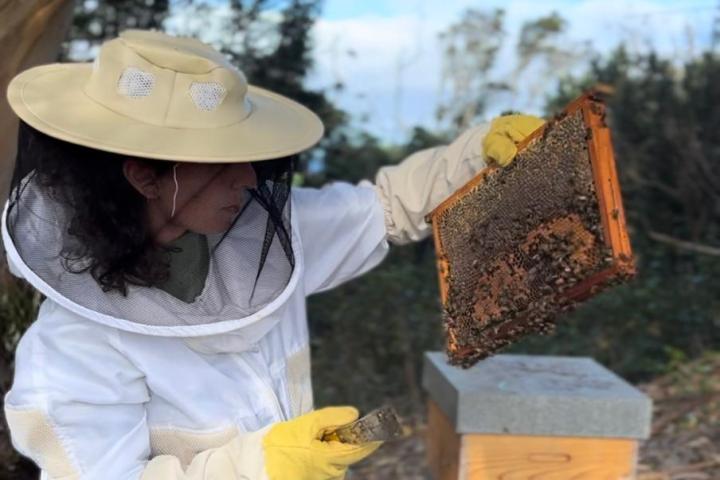 Azores Beekeeping Experience