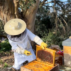 Azores Beekeeping Experience