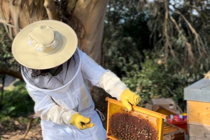 Azores Beekeeping Experience