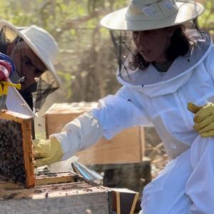 Azores Beekeeping Experience