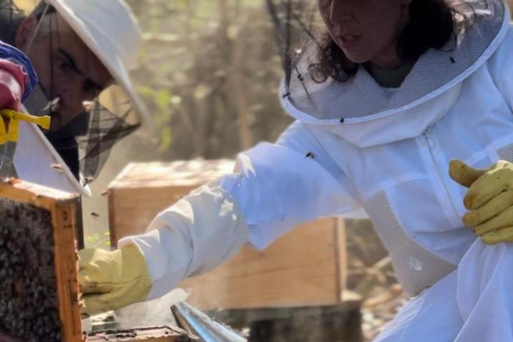 Azores Beekeeping Experience