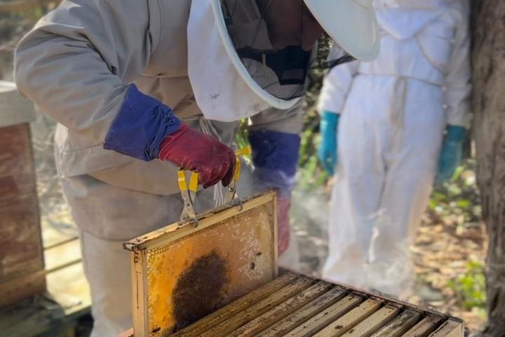 Azores Beekeeping Experience