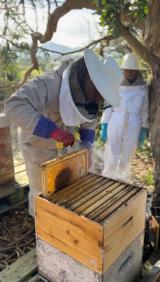 Azores Beekeeping Experience