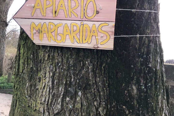 Azores Beekeeping Experience