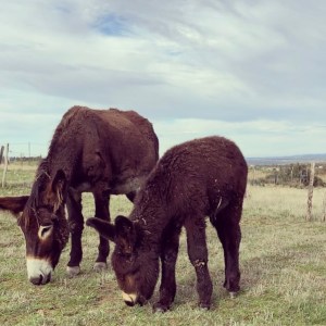 Miranda Donkey Farm Experience