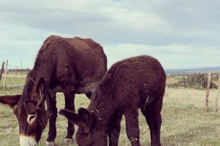 Miranda Donkey Farm Experience