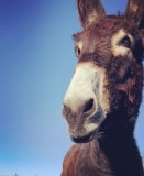 Miranda Donkey Farm Experience