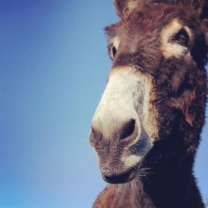 Miranda Donkey Farm Experience